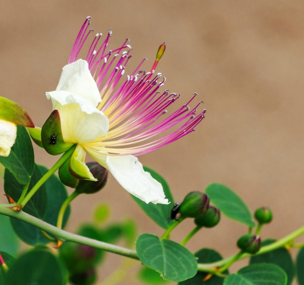 flowering Capparis spinosa